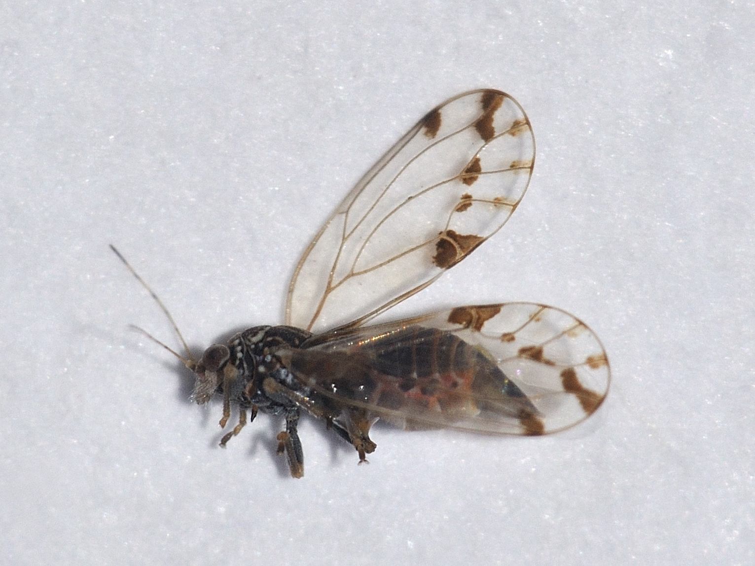 ID Psyllidae ?